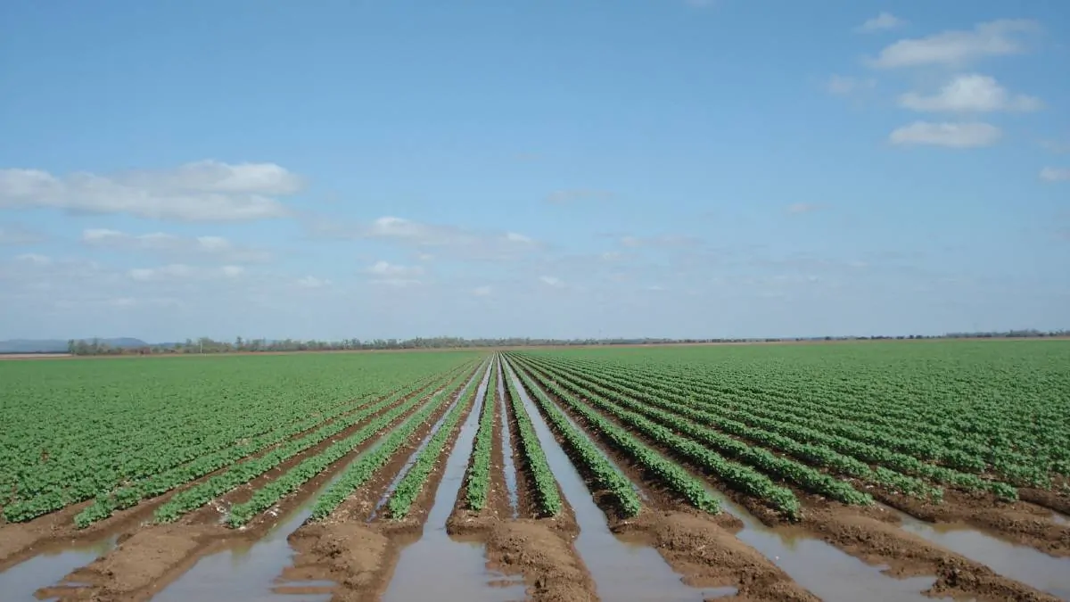 Rural Funds (ASX RFF) – Invest In Food With A Diversified Agriculture REIT