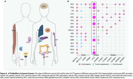 Race Oncology (ASX:RAC) - ASX FTO can downregulate cancer