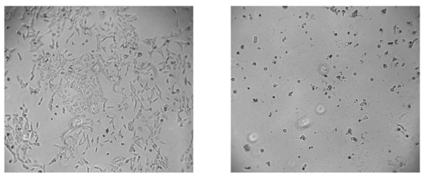 Race Oncology (ASX:RAC) - Light Microscopic example